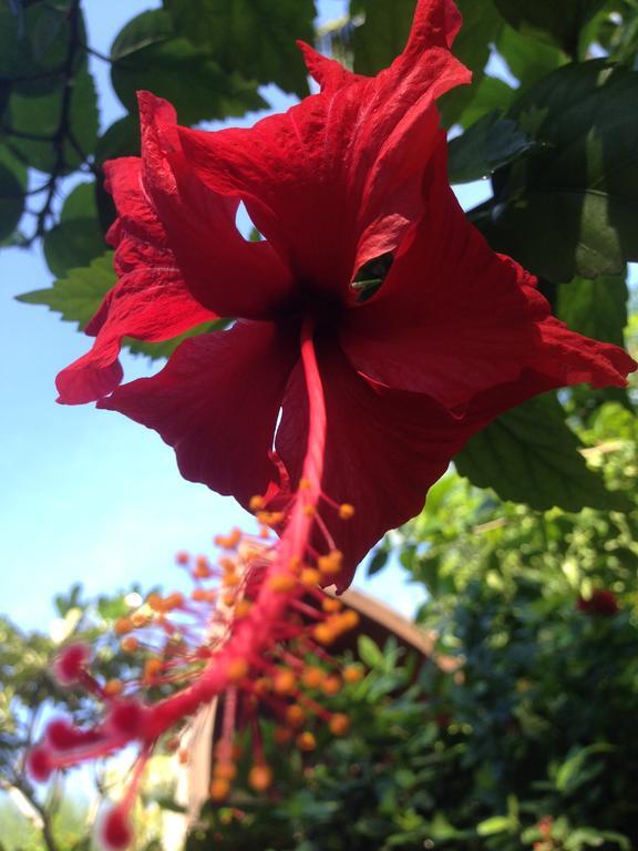 Gili Garden Bungalow Gili Meno Exteriör bild